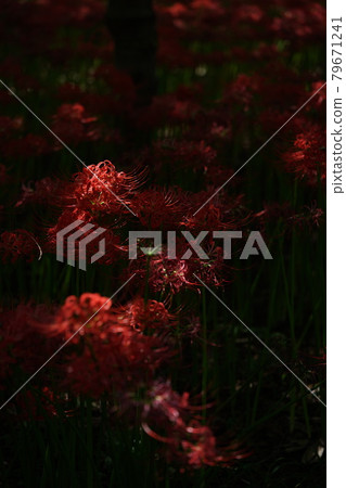 Cluster amaryllis 79671241