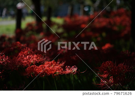 Cluster amaryllis Cluster amaryllis 79671626