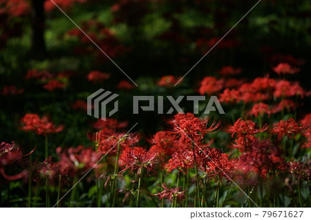 Cluster amaryllis 79671627