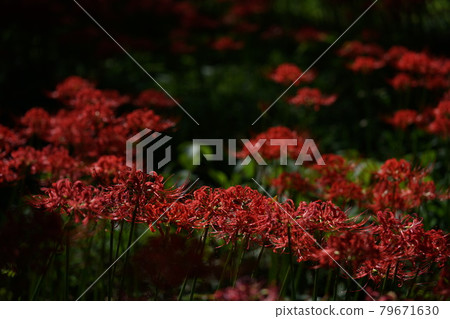 Cluster amaryllis 79671630