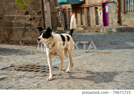 Homeless dog on the street of old Tbilisi Homeless dog on the street of old Tbilisi 79671725