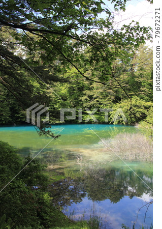 閃耀著翠綠光芒的五色沼湖區 79672271