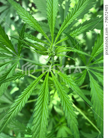 Flowering marijuana bush top view. Flowering marijuana bush top view. 79672405