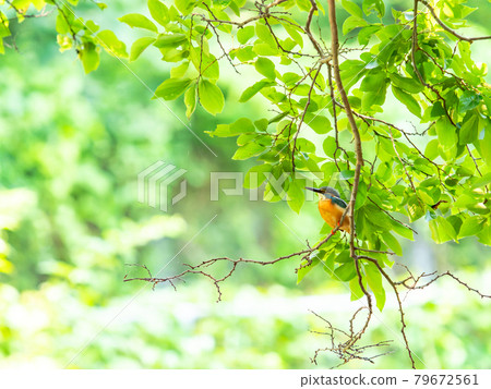 A waterside jewel: A scene of a kingfisher 79672561
