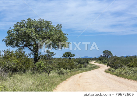Safari road in Kruger National park, South Africa Safari road in Kruger National park, South Africa 79672609