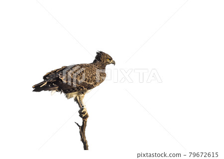 Martial Eagle in Kruger National park, South Africa Martial Eagle in Kruger National park, South Africa 79672615