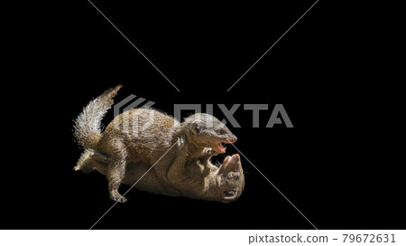 Hippopotamus in Kruger National park, South Africa 79672631