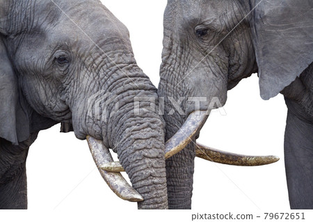 African bush elephant in Kruger National park, South Africa African bush elephant in Kruger National park, South Africa 79672651