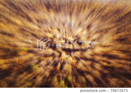 Abstract zooming effect from the bush in Kruger national park, South Africa 79672675