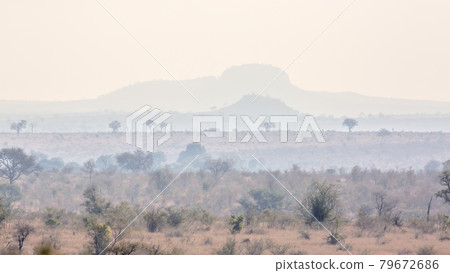 Misty morning in the bush in Kruger National park, South Africa Misty morning in the bush in Kruger National park, South Africa 79672686