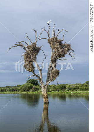 Dead tree with weaver nest and african spoonbill in Kruger National park, South Africa 79672707