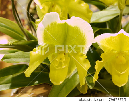 鮮花，鮮花 79672715