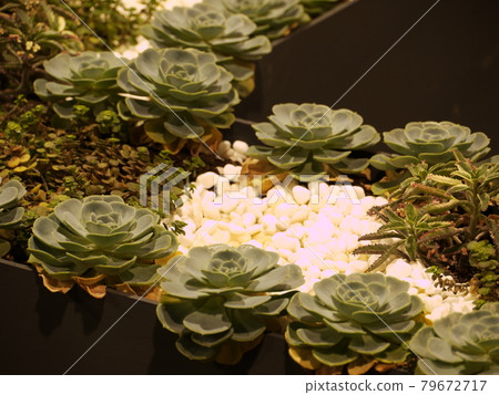 鮮花,鮮花 鮮花,鮮花 79672717