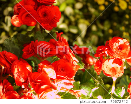 鮮花，鮮花 79672742