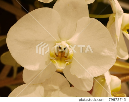 鮮花,鮮花 鮮花,鮮花 79672743