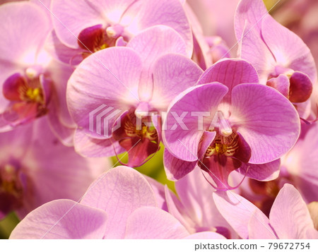 鮮花,鮮花 鮮花,鮮花 79672754