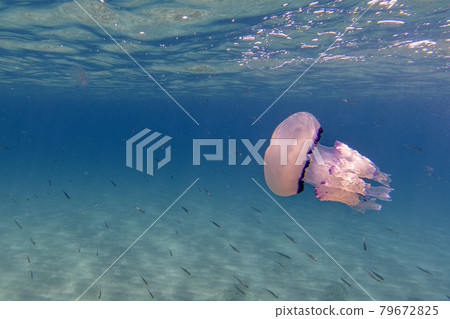 Barrel Jellyfish underwater Rhizostoma pulmo in turquoise sea 79672825