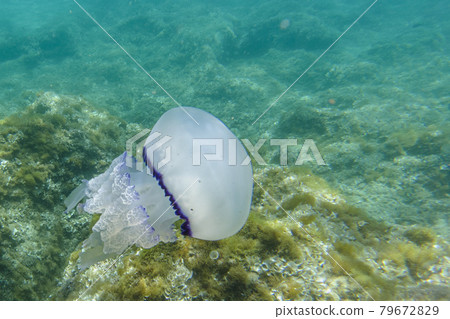 Barrel Jellyfish underwater Rhizostoma pulmo in turquoise sea 79672829