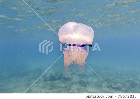 Barrel Jellyfish underwater Rhizostoma pulmo in turquoise sea Barrel Jellyfish underwater Rhizostoma pulmo in turquoise sea 79672833