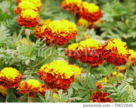 鮮花,鮮花 鮮花,鮮花 79672849