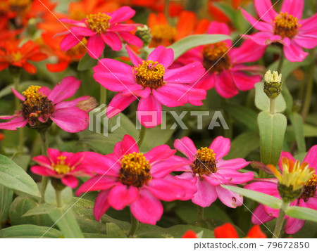 鮮花,鮮花 鮮花,鮮花 79672850