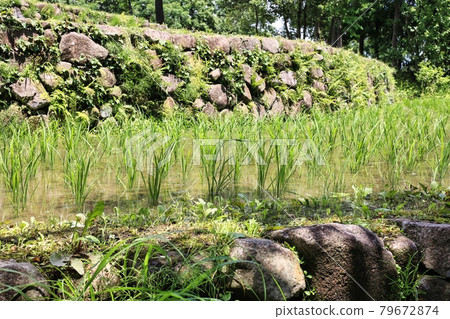 Water-filled terraced rice fields and planted rice in early summer 79672874