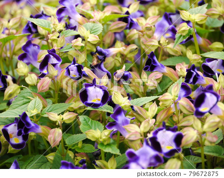 鮮花，鮮花 79672875