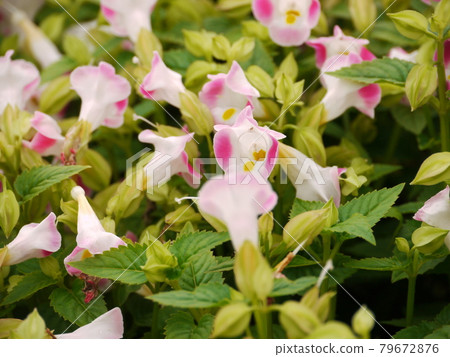 Flowers, flowers 79672876