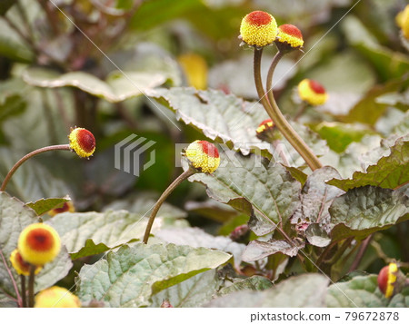 鮮花,鮮花 鮮花,鮮花 79672878
