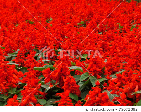 鮮花,鮮花 鮮花,鮮花 79672882