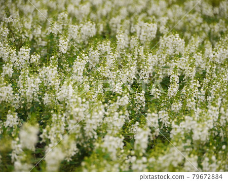 鮮花,鮮花 鮮花,鮮花 79672884
