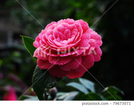 鮮花，鮮花 79673071