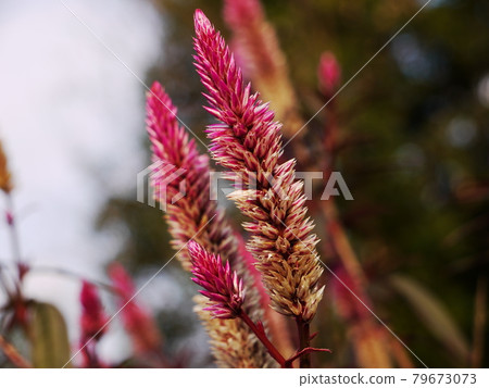 鮮花，鮮花 79673073