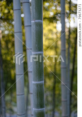 Early morning bamboo landscape (Winter 2021) Early morning bamboo landscape (Winter 2021) 79673271