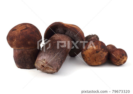 Growing Porphyrellus atrobrunneus (edible mushroom growing under oaks) mushroom 79673320