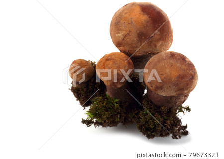 Growing Porphyrellus atrobrunneus (edible mushroom growing under oaks) mushroom Growing Porphyrellus atrobrunneus (edible mushroom growing under oaks) mushroom 79673321