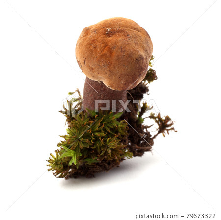 Growing Porphyrellus atrobrunneus (edible mushroom growing under oaks) mushroom Growing Porphyrellus atrobrunneus (edible mushroom growing under oaks) mushroom 79673322