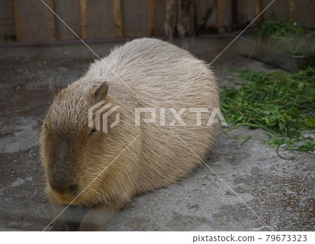 動物園裡的水豚 動物園裡的水豚 79673323