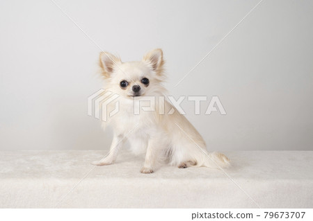 Chiwawa坐著微笑 79673707