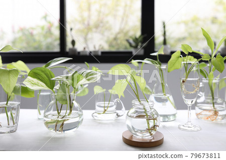 Green plants plants in glass vase and pot and cup on brown wooden table 79673811