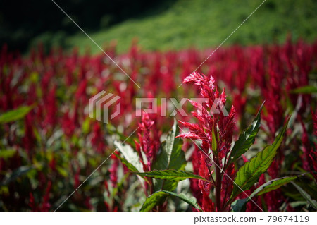 Keito的花 79674119