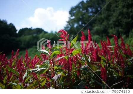Keito的花 Keito的花 79674120