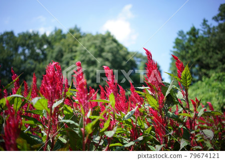 Keito的花 Keito的花 79674121