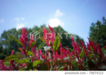 Keito的花 79674122