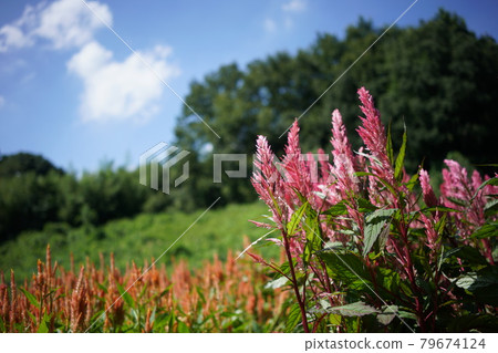 Keito的花 Keito的花 79674124