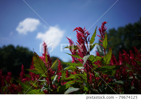 Flowers of Keito Flowers of Keito 79674125