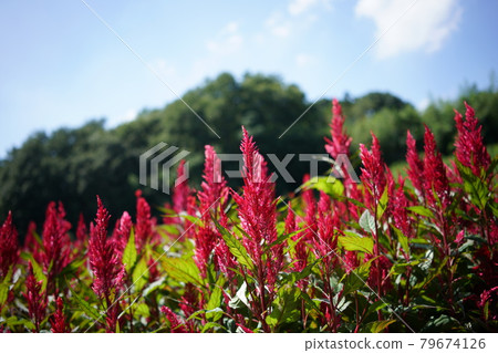 Keito的花 Keito的花 79674126