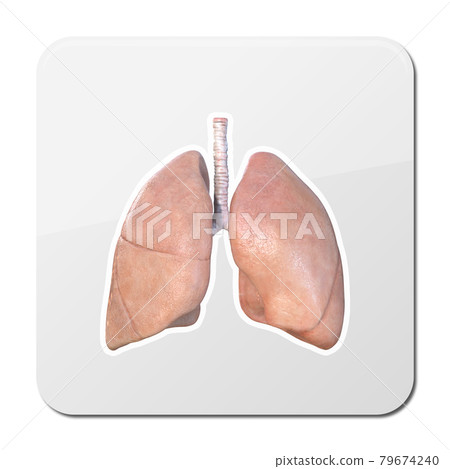 Human lungs anatomy icon illustration isolated on white background, icon, 3d render 79674240
