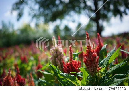 Keito的花 Keito的花 79674320