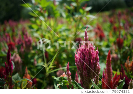 Keito的花 Keito的花 79674321